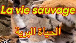ضواري الغابة