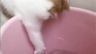 Funny cat 12