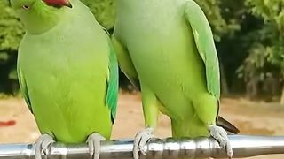 Parrot amazing video 2