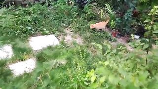 Cat catching rat