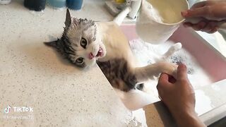 Cat funny 2