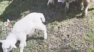 Animals babies
