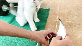 CUTE Monkey Bunbun and Cat