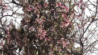 Spring season Ma sha Allah# flower