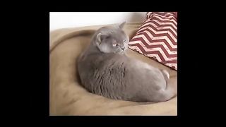 Best funny cats.A talking cat_ This funny cat is trying to hunt a bird