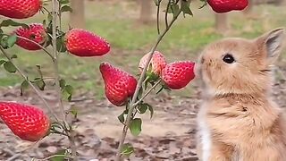 Nature love | and natural videos || beautiful tabit [ love nature