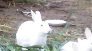 Rabbit farming baby rabbits short video