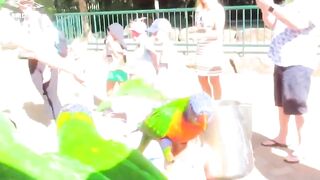 Biggest Swarm of Budgies