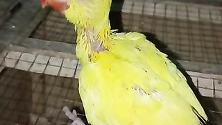 Parrot baby 3