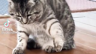 funny cat 4