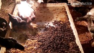Pakan alternatif maggot untuk ayam