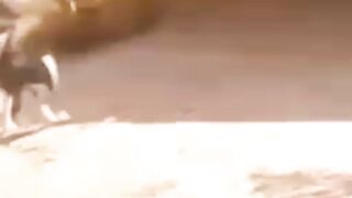 Cate and cow fight