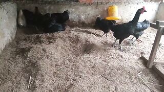 CARA MEMBUAT AYAM KAMPUNG BERTELUR SETIAP HARI