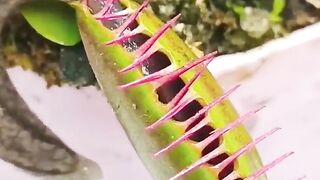 This is Nature