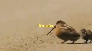 Cute animal 2