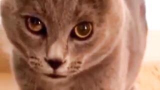 Funny cat 13