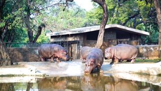 Hippopotamus 2