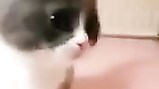 FUNNIEST ANIMALS 2