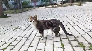 Best funny cats