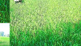 spray floor lands