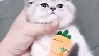 Best funny cats