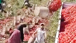 Fruit loading