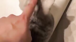 Cats.