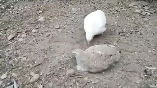 White and green tater