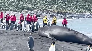 Even the penguins be like, 'Daaaaamn!' ???? ????