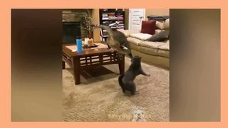 Animal funny cats Videos,#animals#around videos