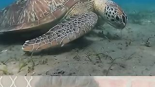 Amazing turtle????????????????