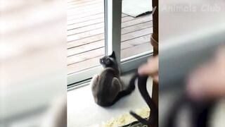 Animal funny  Videos, cats and dogs videos#animals#