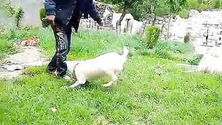 Boy play with his dog
