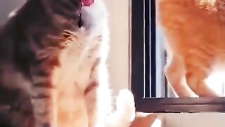 funny cat short