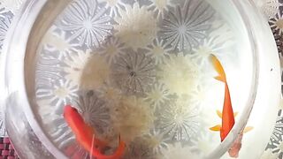 Lovely fish 2