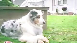 DOG STARTED SMOKING