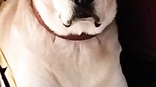 Tu chodhry hai ? #funny video