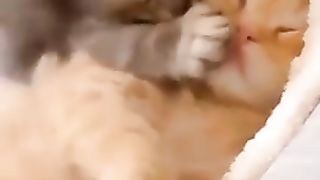 Best beautiful cats