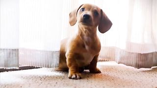 cute_momebt_||_puppies_||