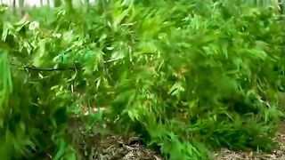 Making bamboo chopsticks????