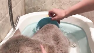 Cat loves taking a bath????