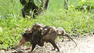 great animal family
