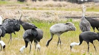 family Birds