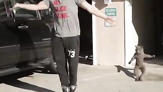 CAT DANCE 2