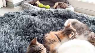 Cute Tiny Kittens are Playing