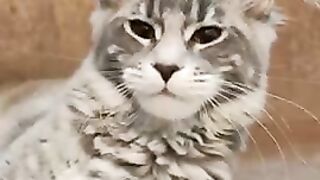 Blue-cream Maine Coon tortoise kitten