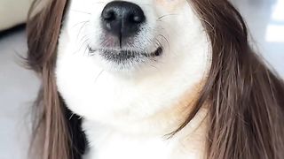 cute dog video #febspot #animals