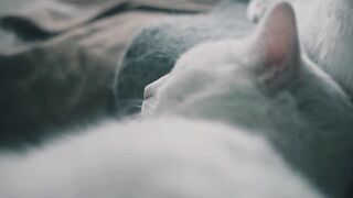 Cat sleeping 2