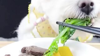 Look at this dog enjoying her food????