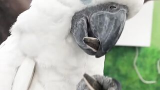 Parrot eating sunflower seeds????